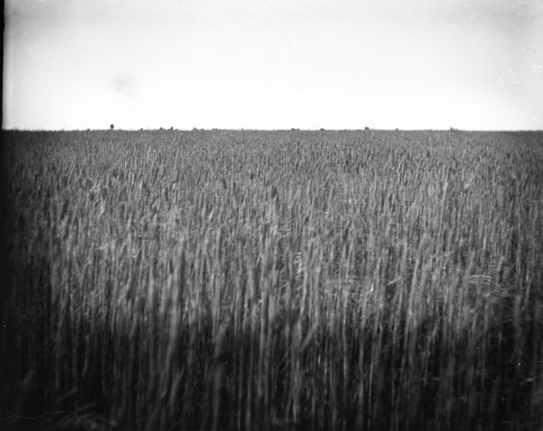 Collection of photos of Quairading - ArchivesWiki