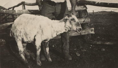 Probably H.A. Hall with a recently shorn triple-fleece ewe. Info.