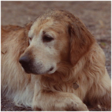 Fifer, 1984
