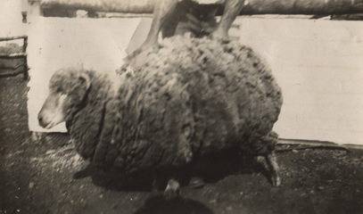 The same ewe, before shearing